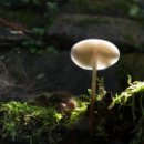 FVCW (30)-Weicht-Ulrich